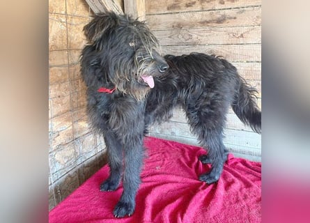 ❤️ fröhlicher Familienhund TIMO - 1,5 Jahre, 56cm/18kg - Schnauzer-Mix