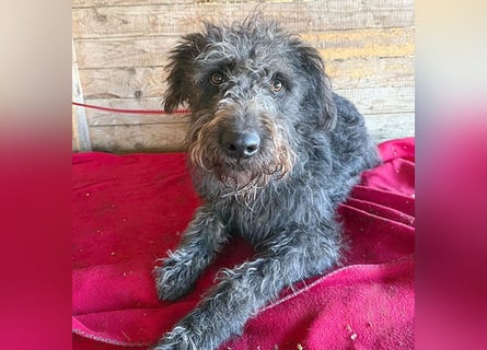 ❤️❤️❤️ zarte Seele KONCI - 2 Jahre, 55cm - Schnauzer-Mix