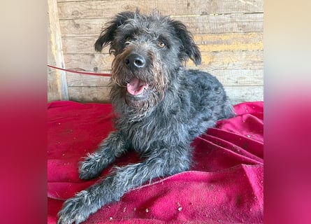 ❤️❤️❤️ zarte Seele KONCI - 2 Jahre, 55cm - Schnauzer-Mix
