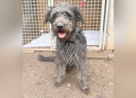 ❤️❤️❤️ zarte Seele KONCI - 2 Jahre, 55cm - Schnauzer-Mix