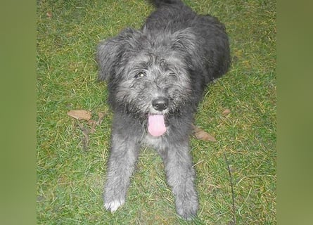 kuschelige AMANI - 6 Monate, 45cm/später 54cm - Schnauzer-Pumi