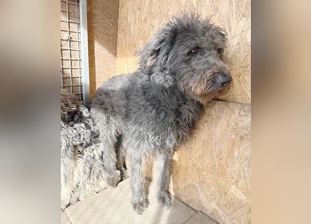 zarte Seele KONCI - 2 Jahre, 55cm - Schnauzer-Mix