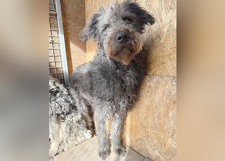zarte Seele KONCI - 2 Jahre, 55cm - Schnauzer-Mix