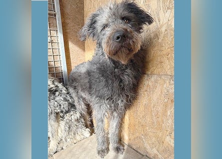 zarte Seele KONCI - 2 Jahre, 55cm - Schnauzer-Mix