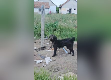 ❤️ fröhlicher Familienhund TIMO - 1,5 Jahre, 56cm/18kg - Schnauzer-Mix