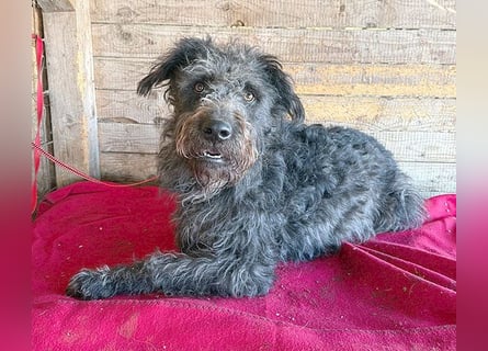 ❤️❤️❤️ zarte Seele KONCI - 2 Jahre, 55cm - Schnauzer-Mix