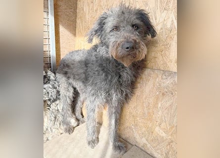 zarte Seele KONCI - 2 Jahre, 55cm - Schnauzer-Mix