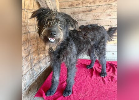 ❤️ fröhlicher Familienhund TIMO - 1,5 Jahre, 56cm/18kg - Schnauzer-Mix