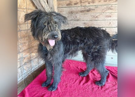 ❤️ fröhlicher Familienhund TIMO - 1,5 Jahre, 56cm/18kg - Schnauzer-Mix