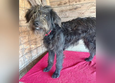 ❤️ fröhlicher Familienhund TIMO - 1,5 Jahre, 56cm/18kg - Schnauzer-Mix