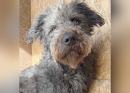 zarte Seele KONCI - 2 Jahre, 55cm - Schnauzer-Mix