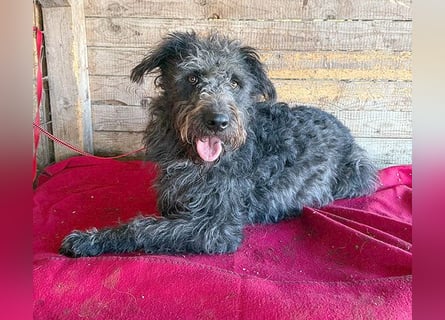 ❤️❤️❤️ zarte Seele KONCI - 2 Jahre, 55cm - Schnauzer-Mix