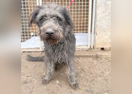 ❤️❤️❤️ zarte Seele KONCI - 2 Jahre, 55cm - Schnauzer-Mix