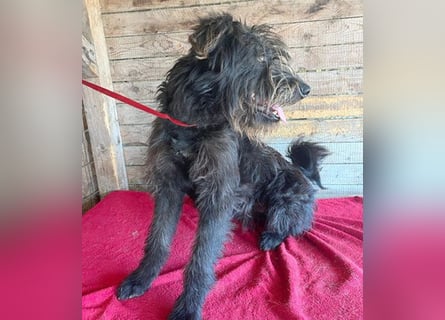 ❤️ fröhlicher Familienhund TIMO - 1,5 Jahre, 56cm/18kg - Schnauzer-Mix