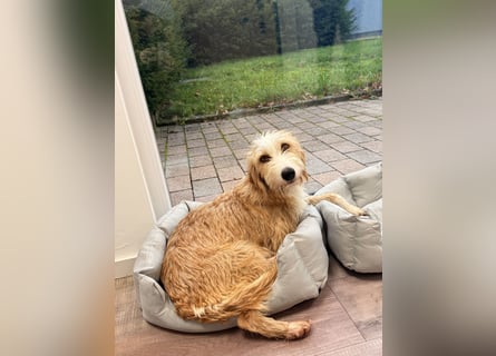 Familienhund Kanella im Westerwald zu besuchen