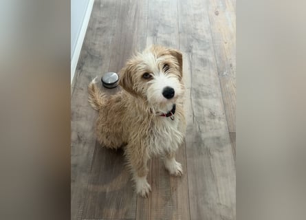 Familienhund Kanella im Westerwald zu besuchen