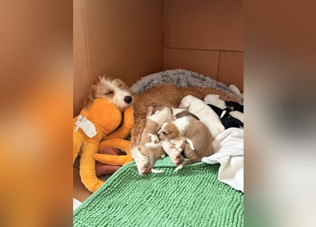 Familienhund Kanella im Westerwald zu besuchen