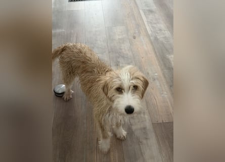 Familienhund Kanella im Westerwald zu besuchen