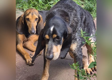 Rocco  - dringend - ein Überlebenskünstler sucht ein neues Zuhause