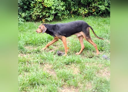 Rocco  - dringend - ein Überlebenskünstler sucht ein neues Zuhause