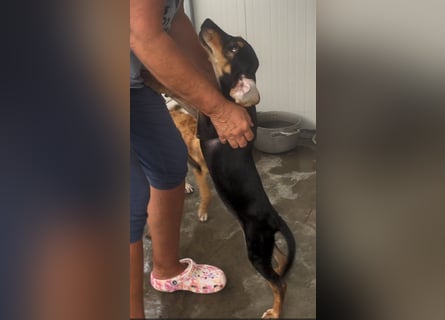 Ginevra: wer verliebt sich in die Schlappohr-Maus?