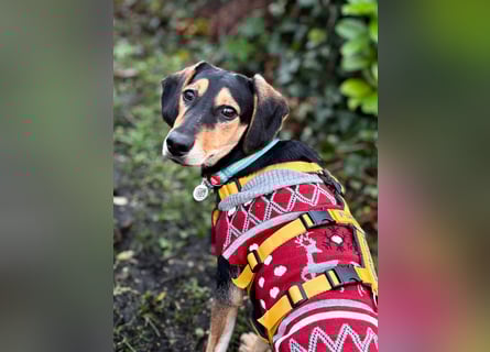 Ginevra: Ein Schatz wie aus dem Bilderbuch