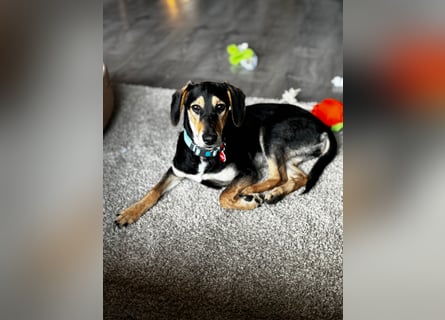 Ginevra: Ein Schatz wie aus dem Bilderbuch