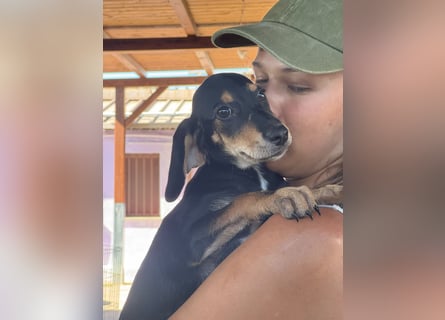 Ginevra: wer verliebt sich in die Schlappohr-Maus?