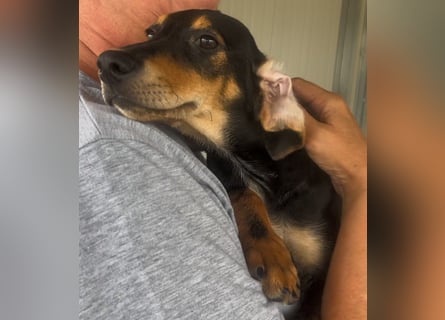 Ginevra: wer verliebt sich in die Schlappohr-Maus?