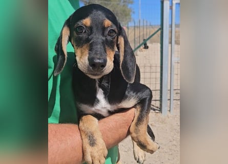 Ginevra: wer verliebt sich in die Schlappohr-Maus?