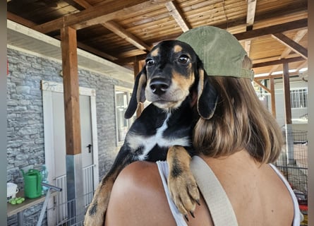 Ginevra: wer verliebt sich in die Schlappohr-Maus?