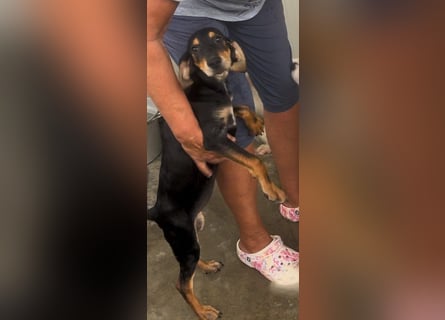 Ginevra: wer verliebt sich in die Schlappohr-Maus?