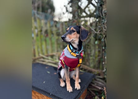 Ginevra: Ein Schatz wie aus dem Bilderbuch