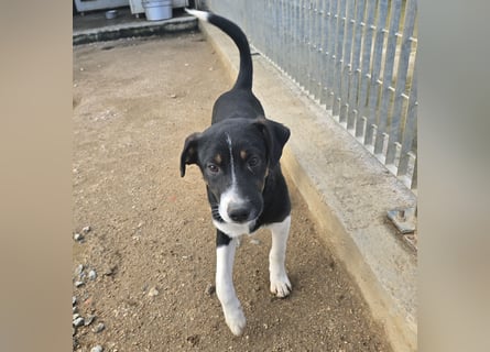 Zero: er wäre gerne Familienhund