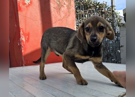 Nico: mit Mama und Papa ins Tierheim