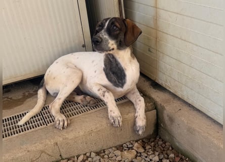 Steven: Familienhund in schöner Größe