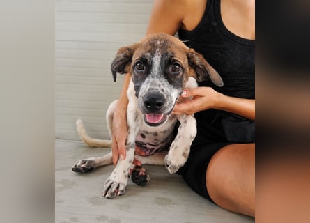 Steven: Familienhund in toller Größe