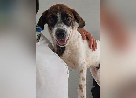 Steven: Familienhund in toller Größe