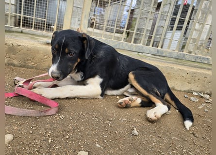 Zero: er wäre gerne Familienhund