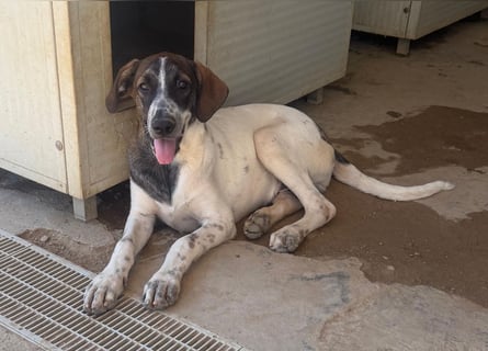 Steven: Familienhund in schöner Größe
