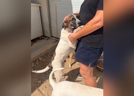 Steven: Familienhund in schöner Größe
