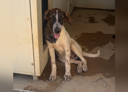Steven: Familienhund in schöner Größe