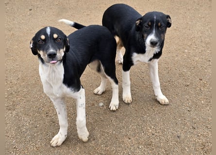 Zero: er wäre gerne Familienhund