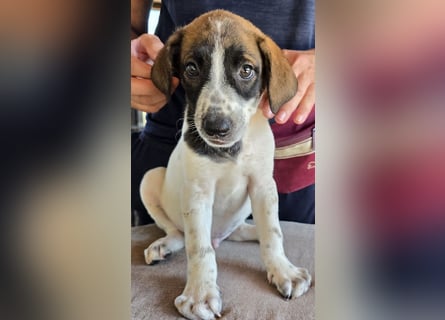 Steven: Familienhund in toller Größe