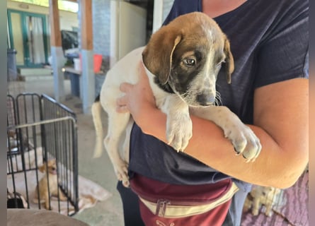 Steven: Familienhund in toller Größe