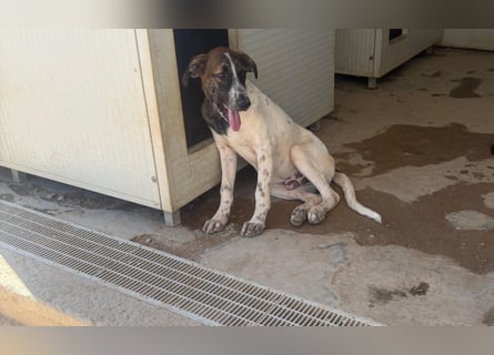 Steven: Familienhund in schöner Größe