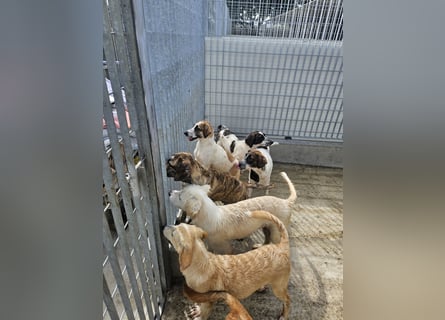Steven: Familienhund in toller Größe