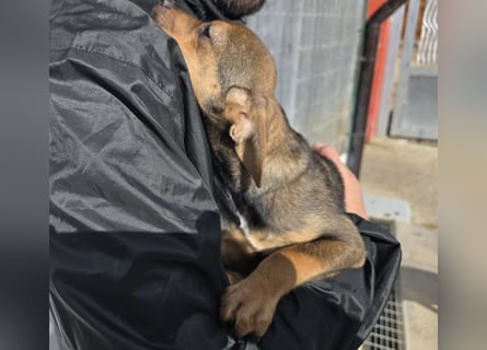 Nico: mit Mama und Papa ins Tierheim