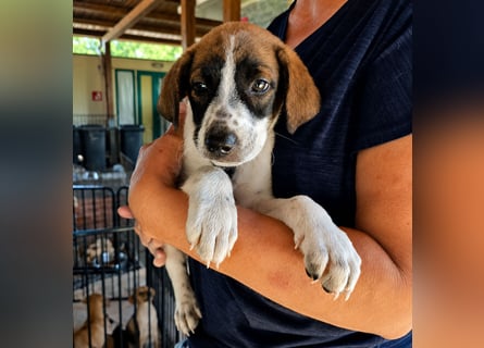 Steven: Familienhund in toller Größe