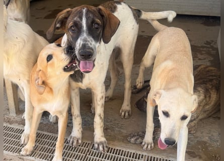 Steven: Familienhund in schöner Größe